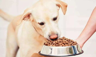 狗狗缺钙很严重怎么办 给狗狗补钙吃什么好